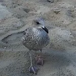 Tine Mit Balkon, Fahrraedern Und Strandkorb Im Sommer Appartement Zempin