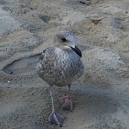 Tine Mit Balkon, Fahrraedern Und Strandkorb Im Sommer Appartamento Zempin